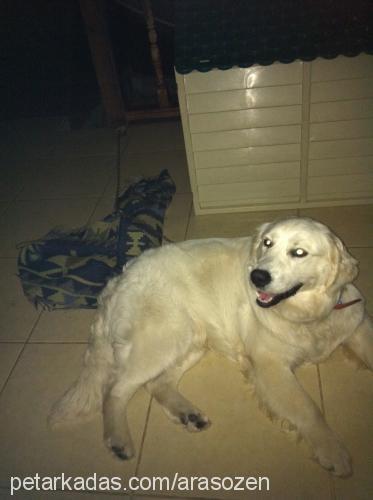 bulut Erkek Golden Retriever