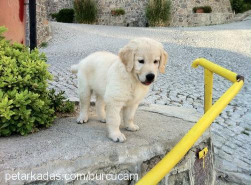 poker Erkek Golden Retriever