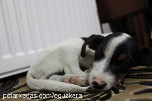 kofi Erkek Jack Russell Terrier