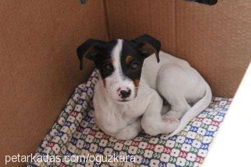 kofi Erkek Jack Russell Terrier