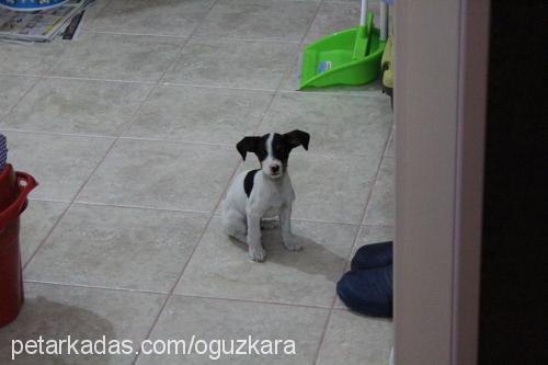 kofi Erkek Jack Russell Terrier