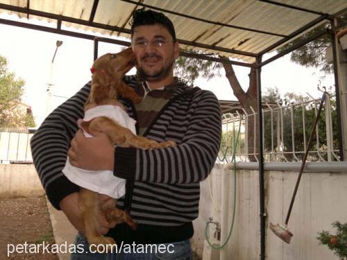 flue Dişi İngiliz Cocker Spaniel