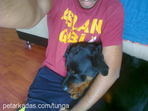 Çakıl Dişi Rottweiler