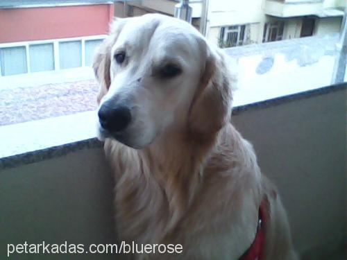 bıdık Erkek Golden Retriever