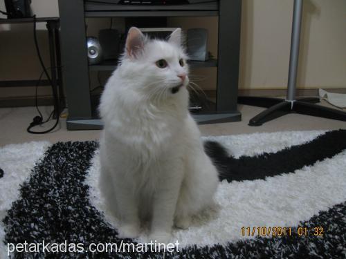 kaymak Erkek Ankara Kedisi (Angora)