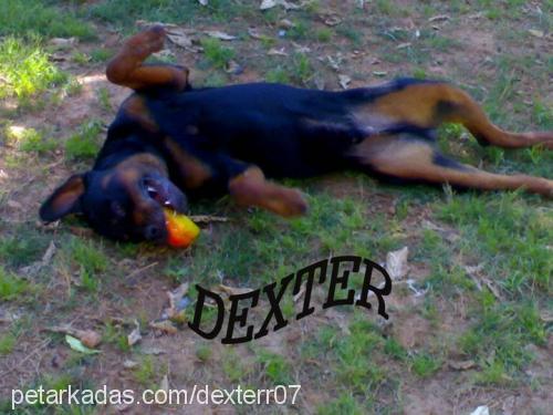 dexter Erkek Rottweiler