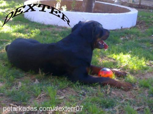 dexter Erkek Rottweiler