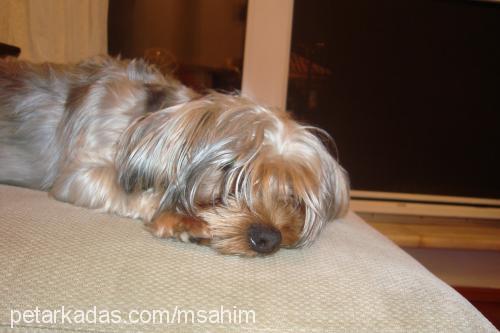 chuck Erkek Yorkshire Terrier