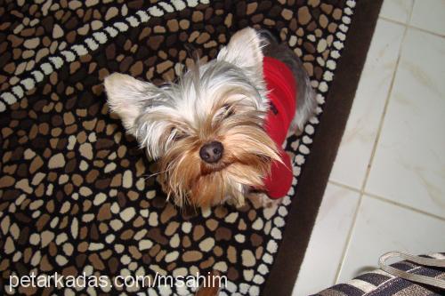 chuck Erkek Yorkshire Terrier