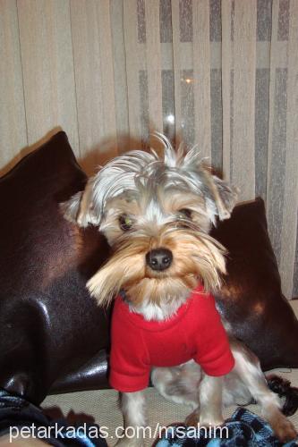 chuck Erkek Yorkshire Terrier