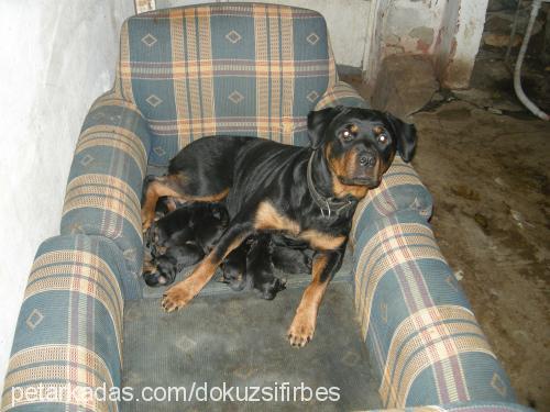 leks Dişi Rottweiler