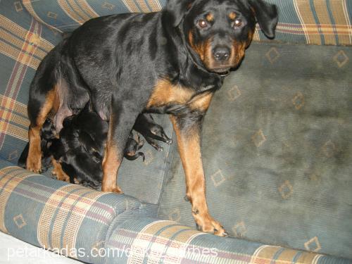 leks Dişi Rottweiler