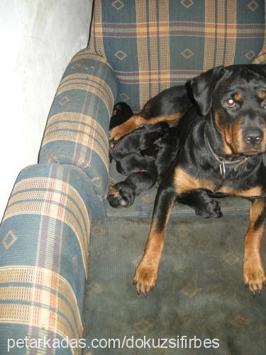 leks Dişi Rottweiler