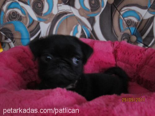 patlican Dişi Pug