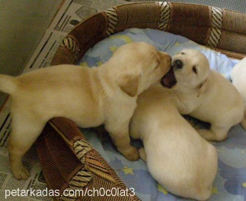 adore Dişi Labrador Retriever