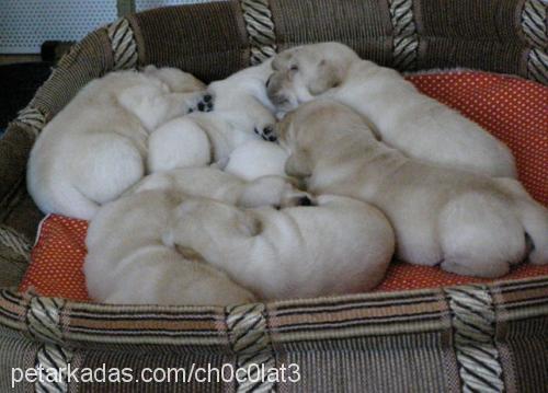 adore Dişi Labrador Retriever