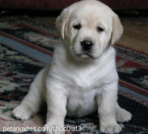 adore Dişi Labrador Retriever