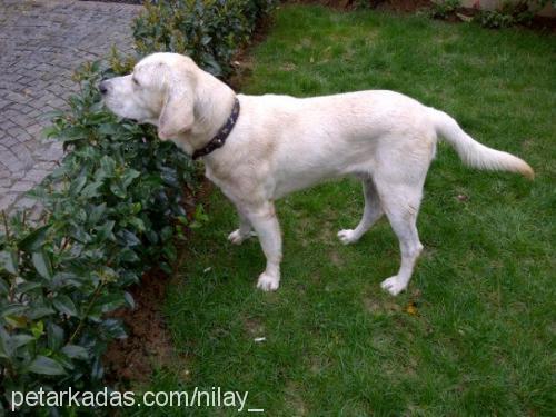 paşa Erkek İngiliz Cocker Spaniel