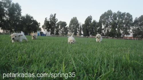 cockeryavruları Erkek Amerikan Cocker Spaniel