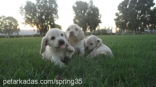 cockeryavruları Erkek Amerikan Cocker Spaniel