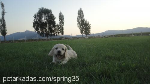 cockeryavruları Erkek Amerikan Cocker Spaniel