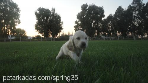 cockeryavruları Erkek Amerikan Cocker Spaniel