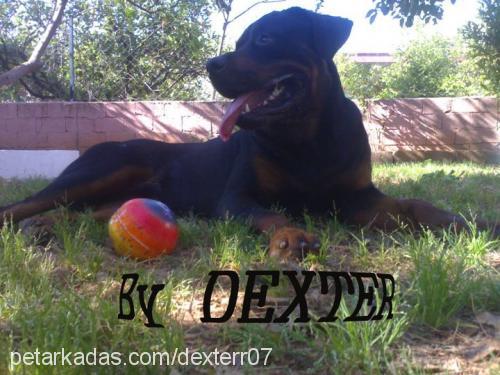 dexter Erkek Rottweiler