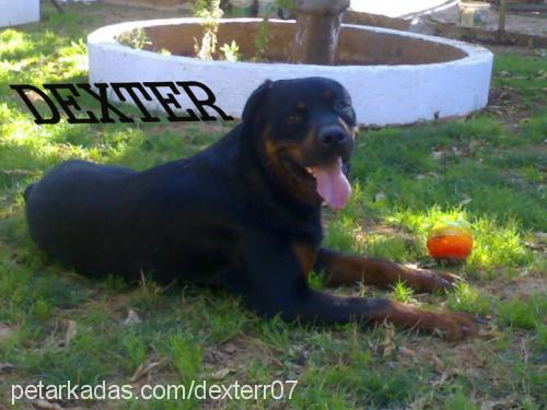 dexter Erkek Rottweiler