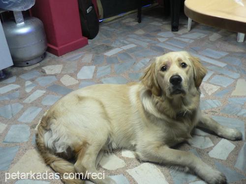 badem Erkek Golden Retriever