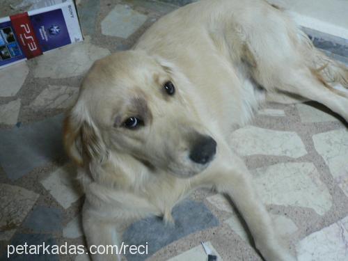 badem Erkek Golden Retriever