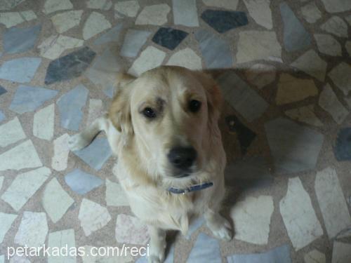 badem Erkek Golden Retriever