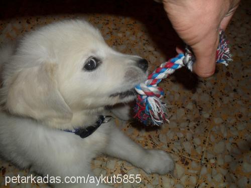 joker Erkek Golden Retriever