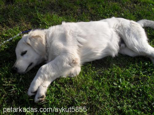 joker Erkek Golden Retriever