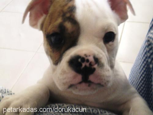 acun Erkek İngiliz Bulldog