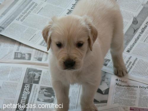 chucky Erkek Golden Retriever