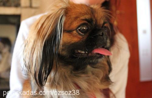 shaggy Dişi Pekingese