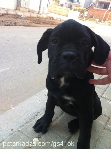 inter Dişi Cane Corso Italiano