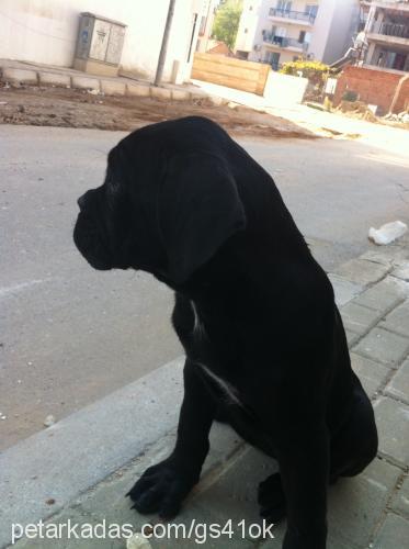 inter Dişi Cane Corso Italiano