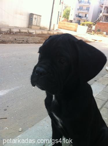 inter Dişi Cane Corso Italiano