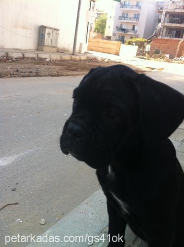 inter Dişi Cane Corso Italiano