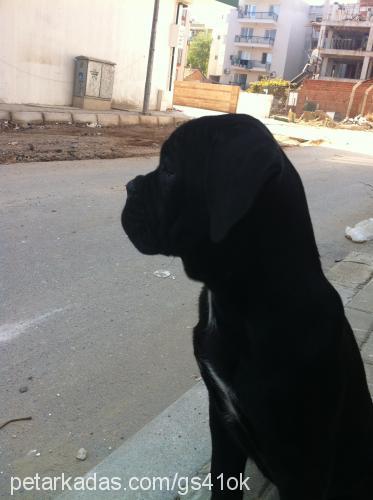 inter Dişi Cane Corso Italiano