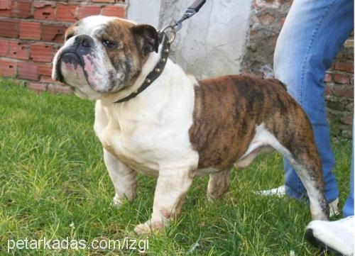 İgor Erkek İngiliz Bulldog