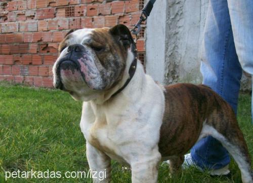 İgor Erkek İngiliz Bulldog