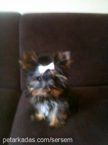 aron Erkek Yorkshire Terrier