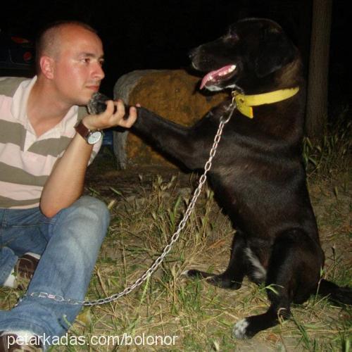 hera Dişi Labrador Retriever