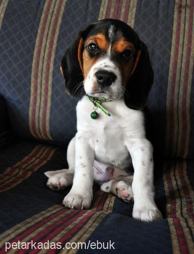 kopil Erkek Beagle