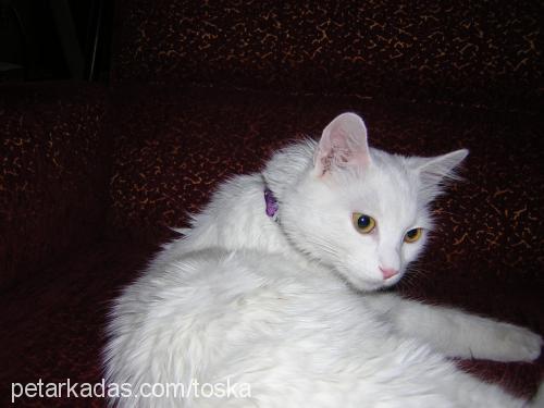 toska Dişi Ankara Kedisi (Angora)