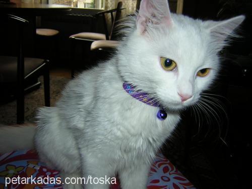 toska Dişi Ankara Kedisi (Angora)