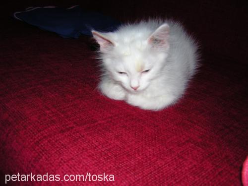 toska Dişi Ankara Kedisi (Angora)