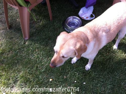 Çİlek Dişi Labrador Retriever